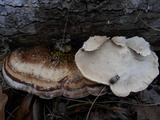 Trametes lactinea image
