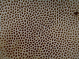 Trametes lactinea image
