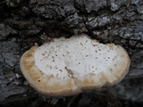 Trametes lactinea image
