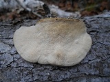 Trametes lactinea image