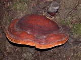 Fomitopsis mounceae image