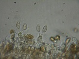 Naucoria alnetorum image