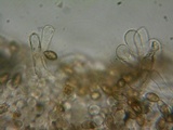 Naucoria alnetorum image