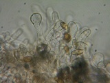 Naucoria alnetorum image