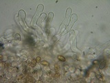 Naucoria alnetorum image