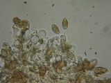 Naucoria salicis image