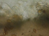 Naucoria salicis image
