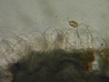 Naucoria salicis image