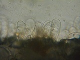 Naucoria salicis image