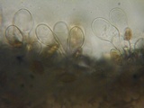 Naucoria salicis image