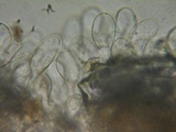 Naucoria salicis image
