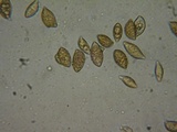 Naucoria salicis image