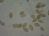 Naucoria salicis image