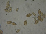 Naucoria salicis image