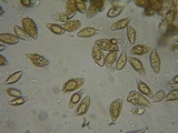 Naucoria salicis image