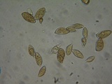Naucoria salicis image