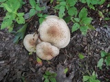 Armillaria solidipes image