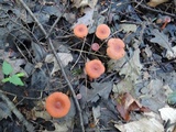 Lactarius nitidus image