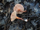 Lactarius nitidus image