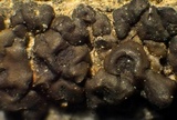 Acarospora americana image