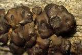 Acarospora americana image