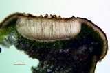 Acarospora americana image
