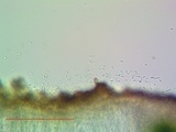 Acarospora americana image