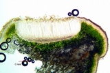 Acarospora americana image