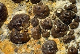Acarospora obpallens image