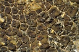 Acarospora americana image