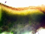 Acarospora americana image