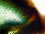 Acarospora americana image