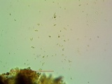 Acarospora americana image