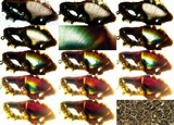 Acarospora americana image