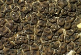 Acarospora americana image