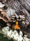 Naematelia aurantia image