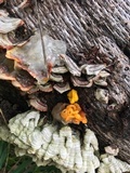 Naematelia aurantia image
