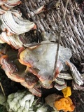 Naematelia aurantia image