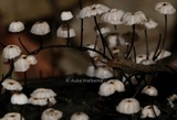 Marasmius multiceps image