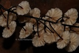 Marasmius multiceps image
