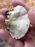 Trametes suaveolens image