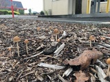 Psathyrella corrugis image