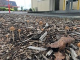Psathyrella corrugis image