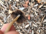 Psathyrella corrugis image