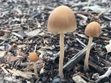 Psathyrella corrugis image