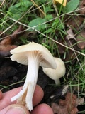 Cuphophyllus virgineus image