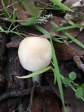 Cuphophyllus virgineus image