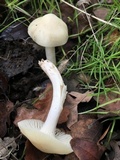 Cuphophyllus virgineus image