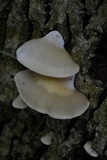 Crepidotus applanatus image