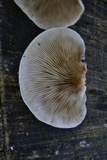Crepidotus applanatus image